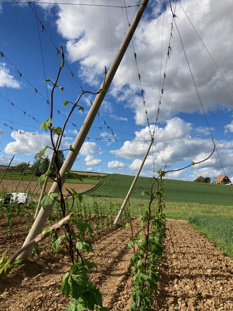  Les lianes se font la malle E01